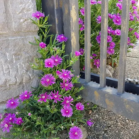 Leo דירה ונטאצ'יצ'י